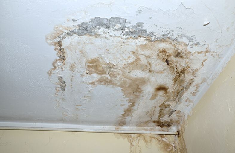 Close-up of a mold colony growing on an interior wall from moisture damage