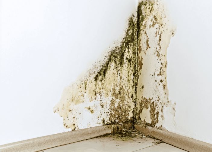 Mold growth on a ceiling caused by humidity and moisture intrusion in a Corpus Christi home