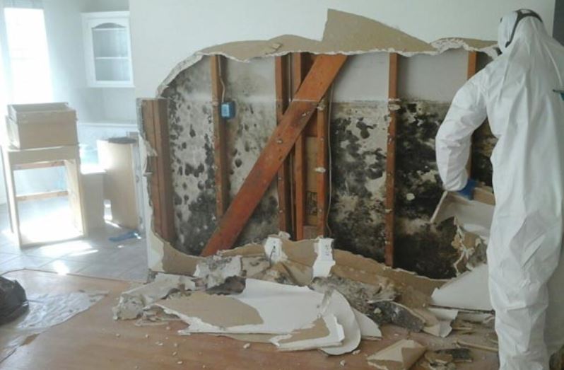Black mold growth on wood wall framing exposed during a Corpus Christi remediation project