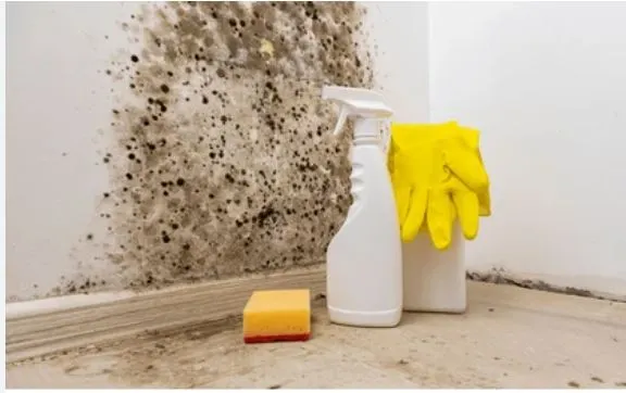 Technician treating mold growth on an interior wall during remediation in Corpus Christi TX